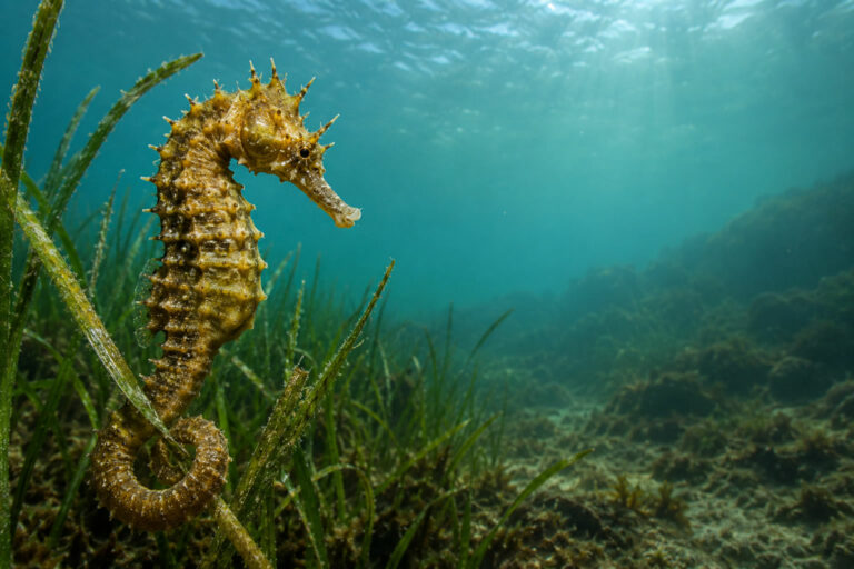 Spiny Sea horse Wales